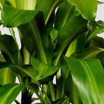 Happy Plant Indoor Plant Leaf at The Good Plant Co