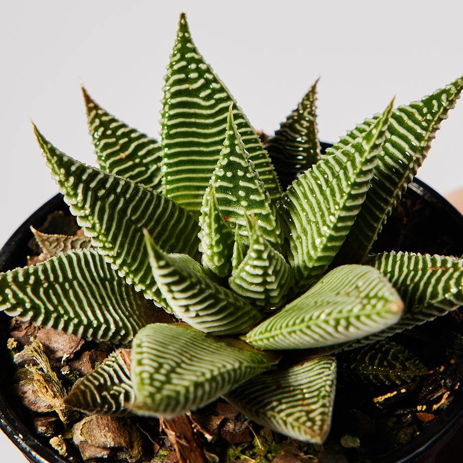 Shop Haworthia Spider White at The Good Plant Co