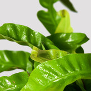 Leaf of Hurricane Fern closeup