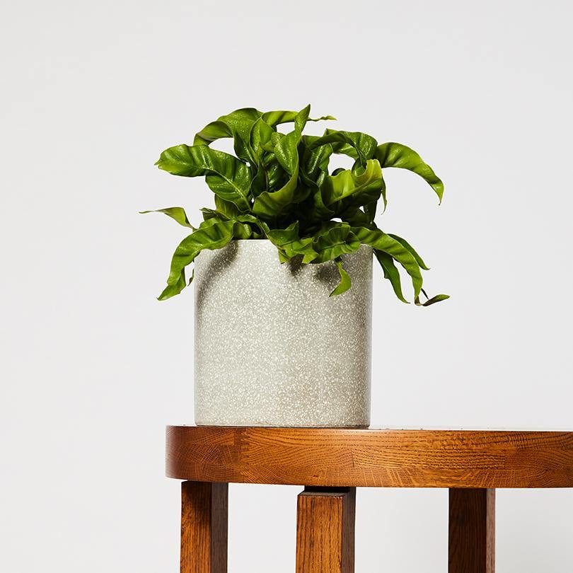 Hurricane Fern Indoor Plant in Jardin Grey Pot at The Good Plant Co