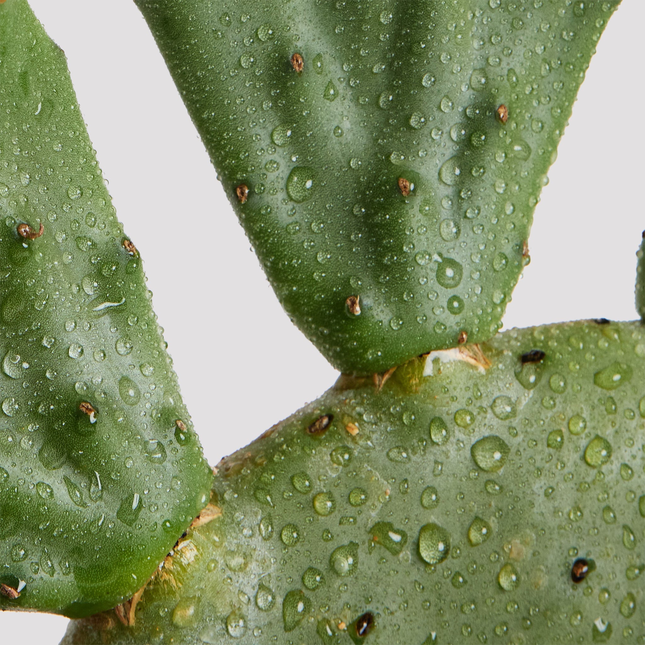 Indian Fig Cactus Indoor Plant Leaf at The Good Plant Co