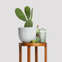 Indian Fig Cactus Indoor Plant in Pierre Grey Pot on Table The Good Plant Co