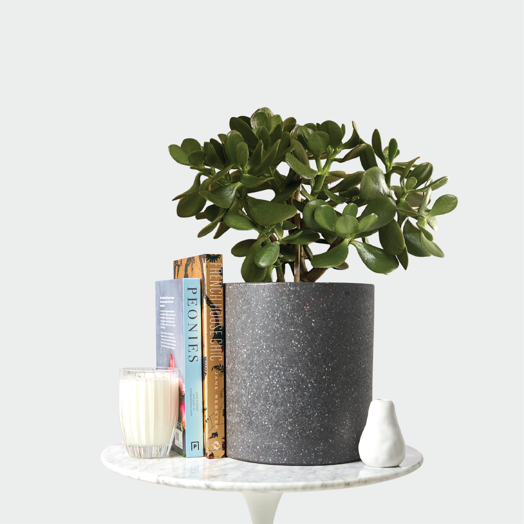 Crassula ovata Jade Plant in a pot, displayed on a table with accessories, at The Good Plant Co.