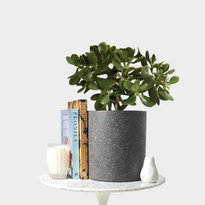 Jade Plant in Jardin Terrazzo Pot Black on table with accessories at The Good Plant Co
