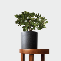 Jade Plant in Jardin Terrazzo Pot Black on table at The Good Plant Co