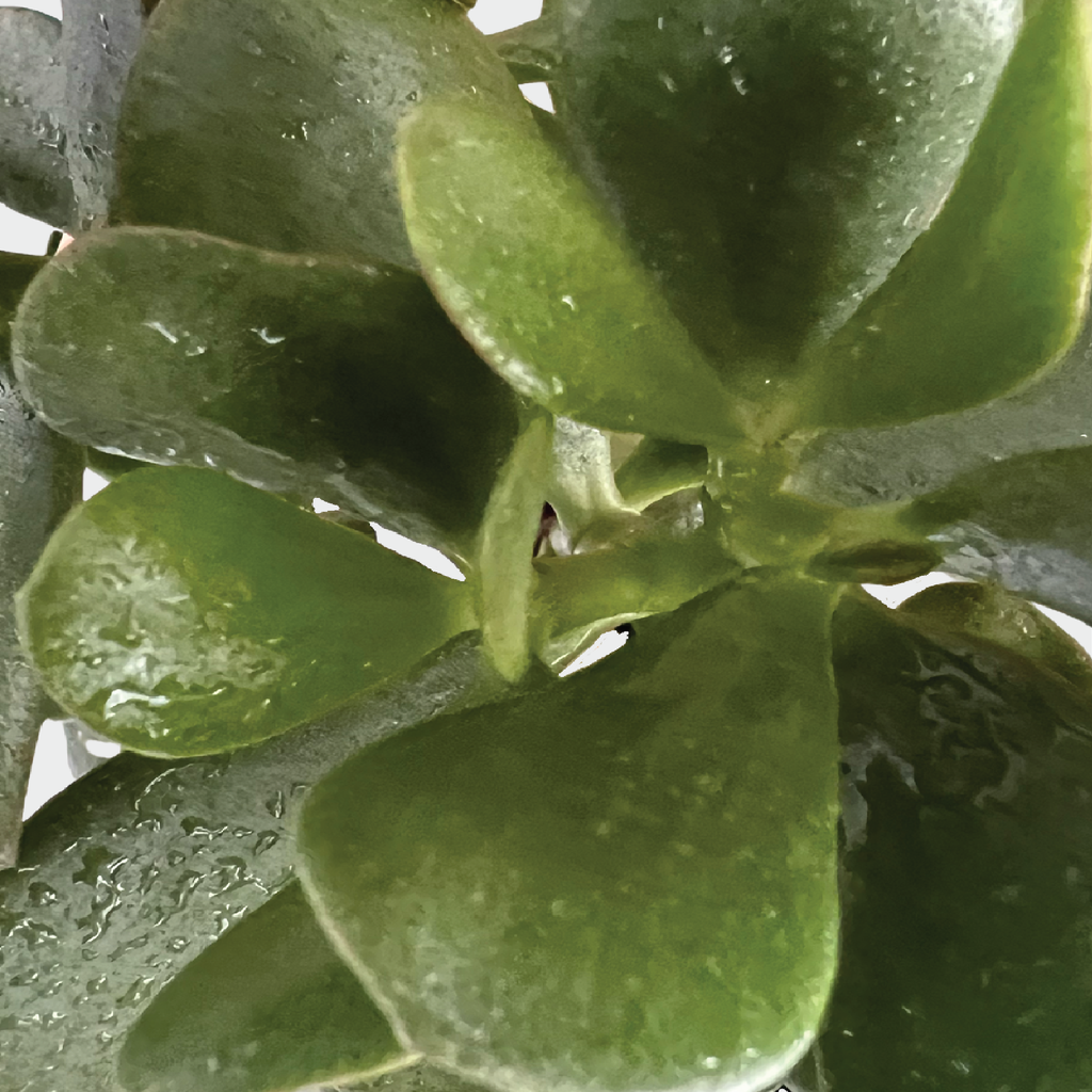 Shop the Crassula Ovata Jade Plant for Sale at The Good Plant Co