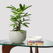 Lady Palm Indoor Plant in Pierre Grey Pot on Table The Good Plant Co