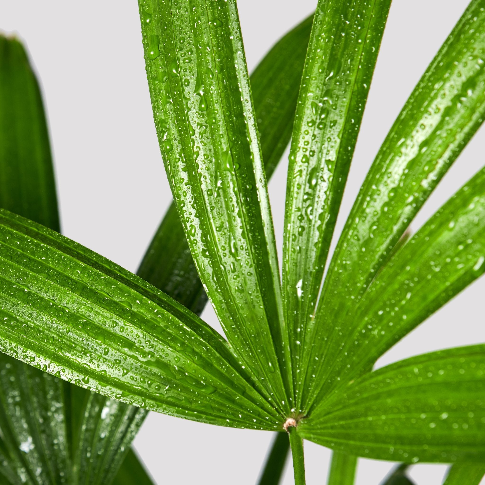 Lady Palm Indoor Plant Leaf at The Good Plant Co