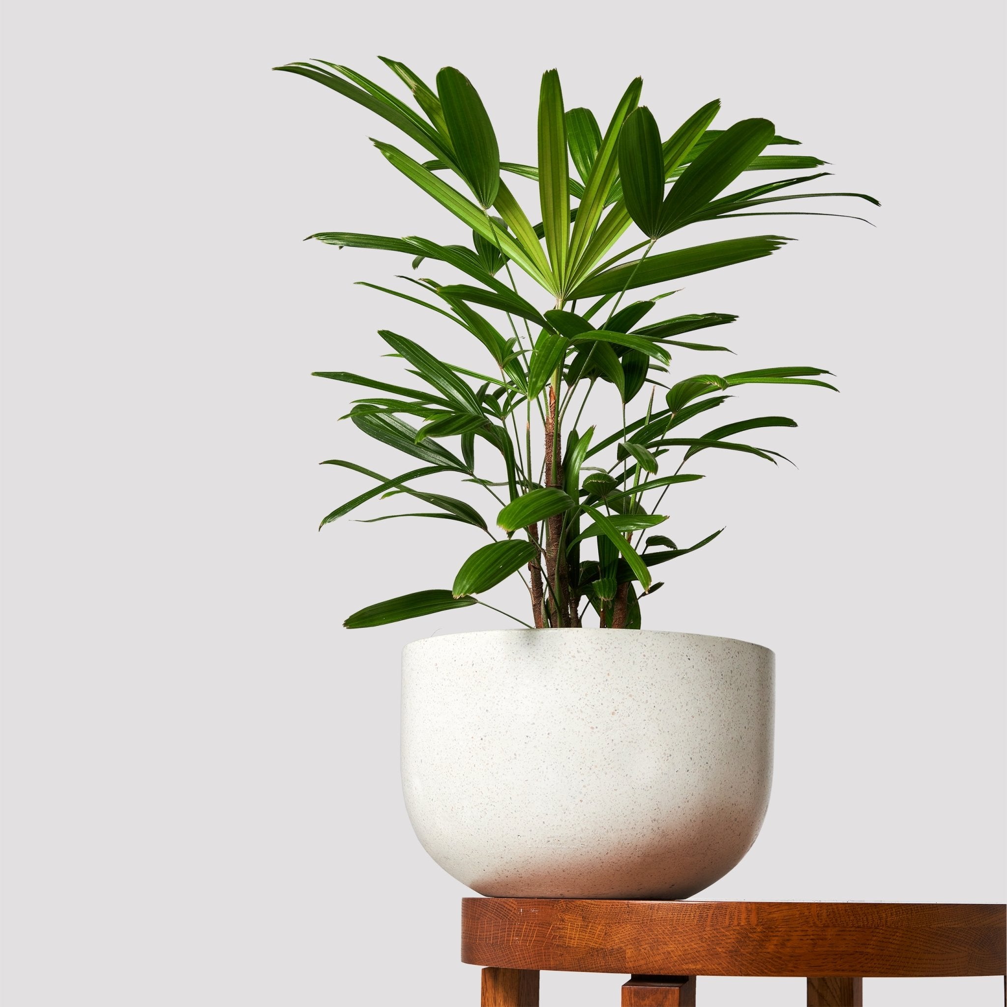 Lady Palm Indoor Plant in Pierre White Pot at The Good Plant Co