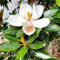 Magnolia Little Gem