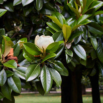 Magnolia Little Gem