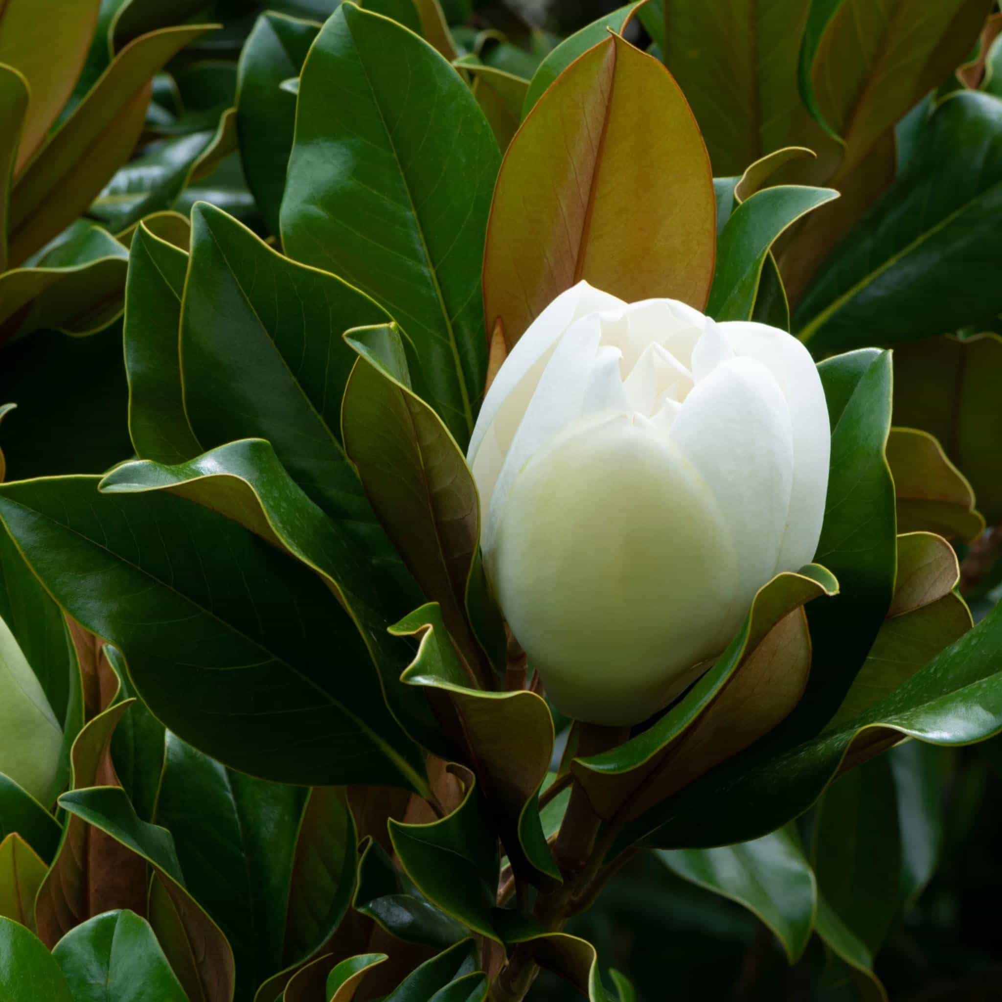 Magnolia Teddy Bear