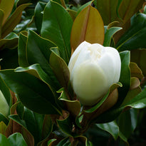 Magnolia Teddy Bear