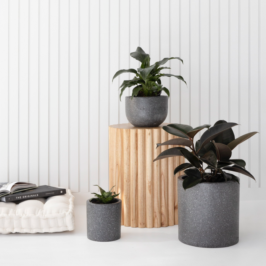 Group of Office Plants and Pots from The Good Plant Co