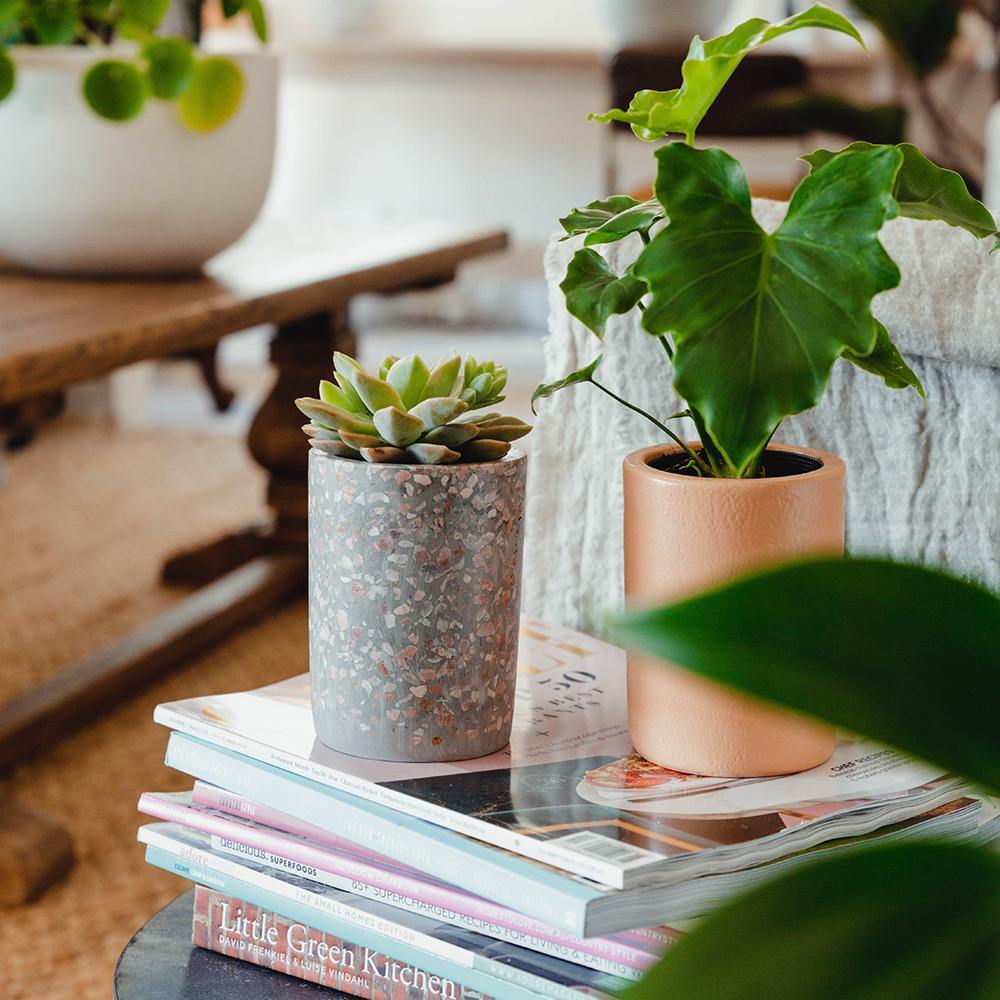 Manda Succulent Indoor Plant in Micro Terrazzo Pot on Table The Good Plant Co