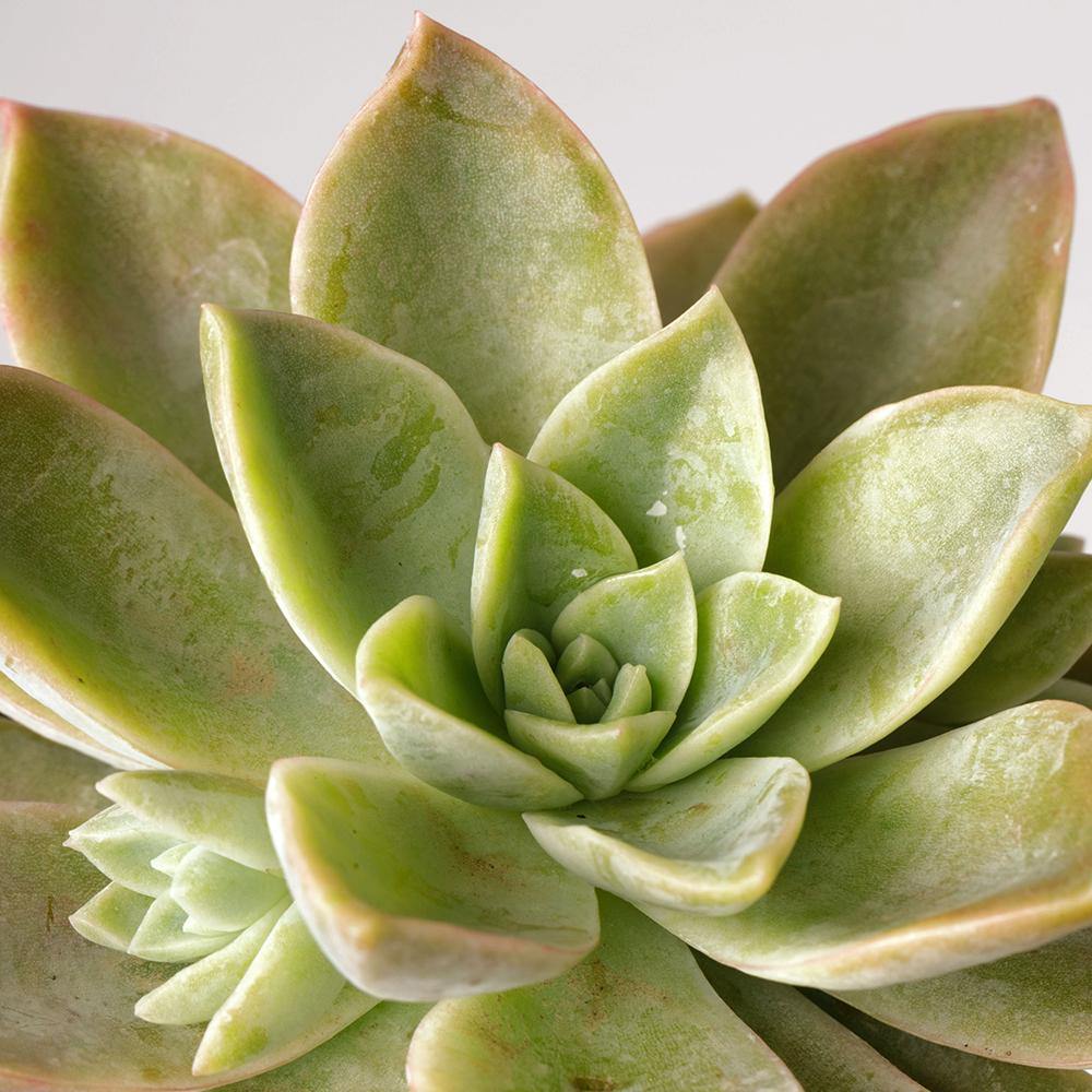 Manda Succulent Indoor Plant Leaf at The Good Plant Co