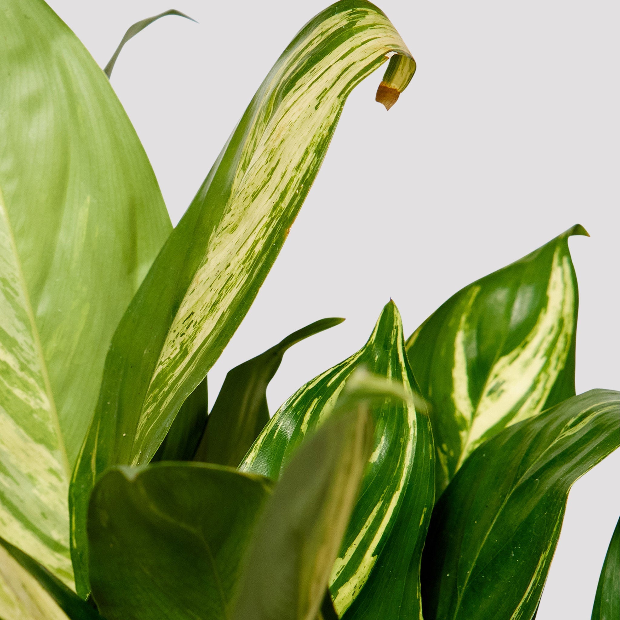 Maranta Prayer Plant Variegated Indoor Plant Leaf at The Good Plant Co