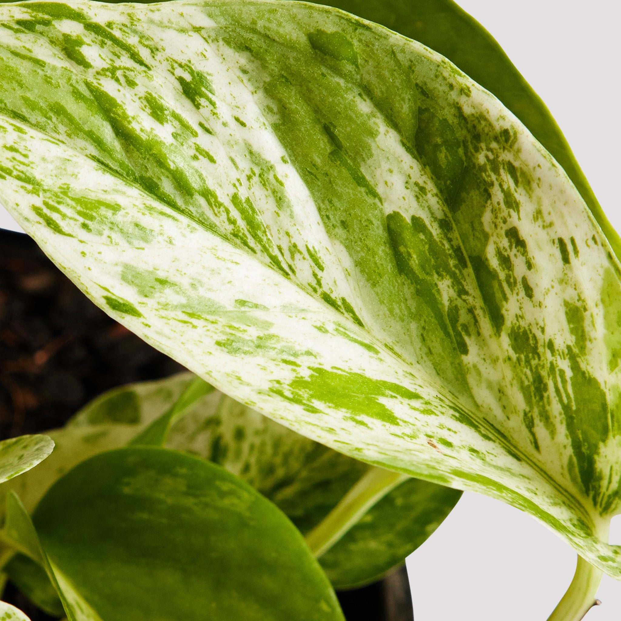 Marble Queen Pothos Leaf at The Good Plant Co