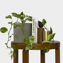 Marble Pothos Plant in Jardin Terrazzo Pot Grey on Table The Good Plant Co