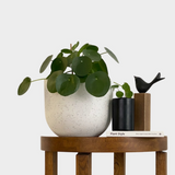 Micro Plant Pot black with Chinese Money Plant and accessories on table at The Good Plant Co