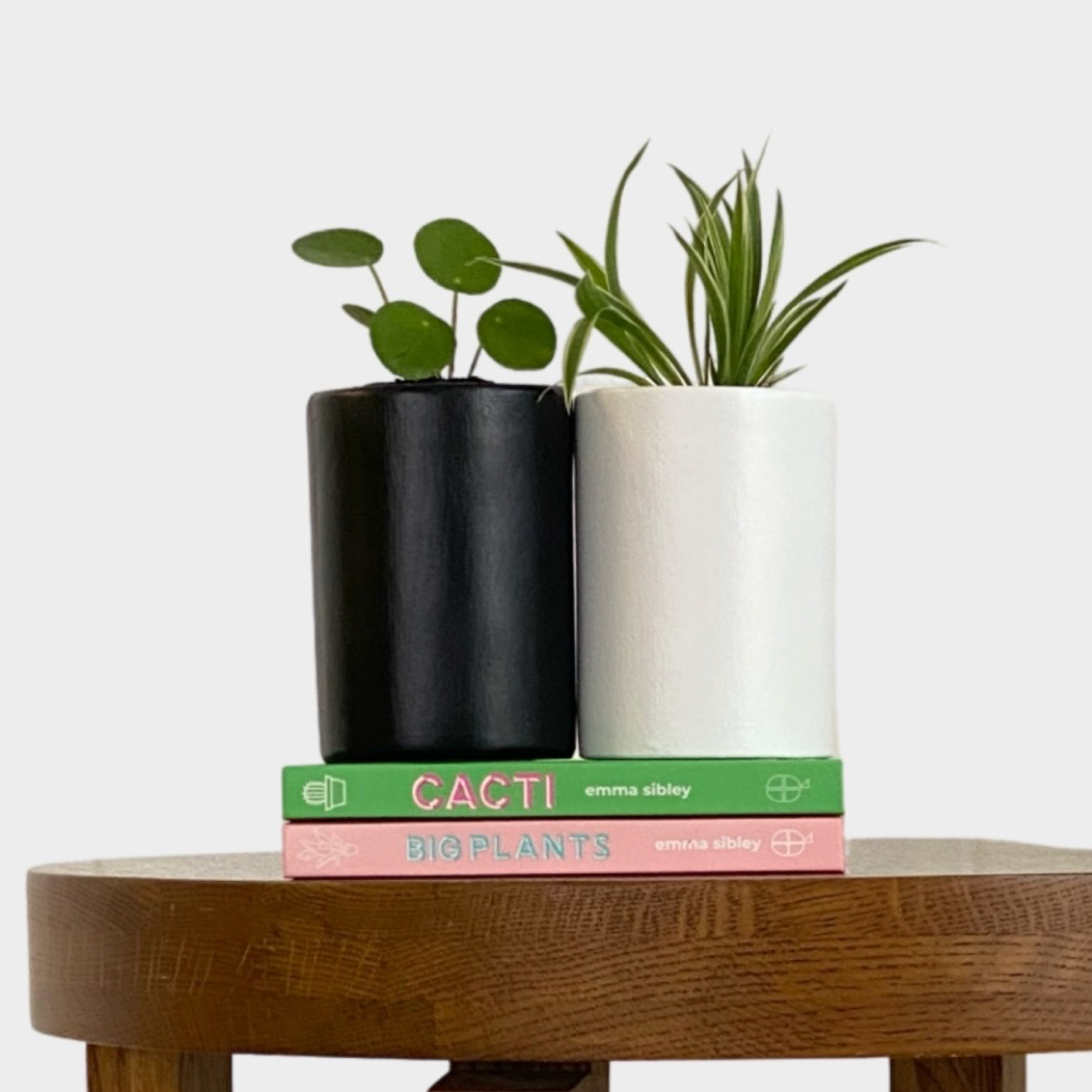 Micro Plant Pot black with Chinese Money Plant and Micro Pot white with Spider Plant