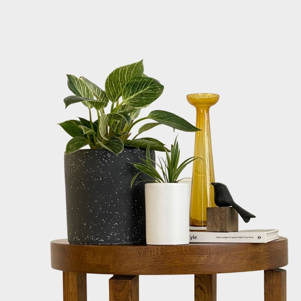 Micro Plant Pot White with Spider Plant and Philodendron Birkin 