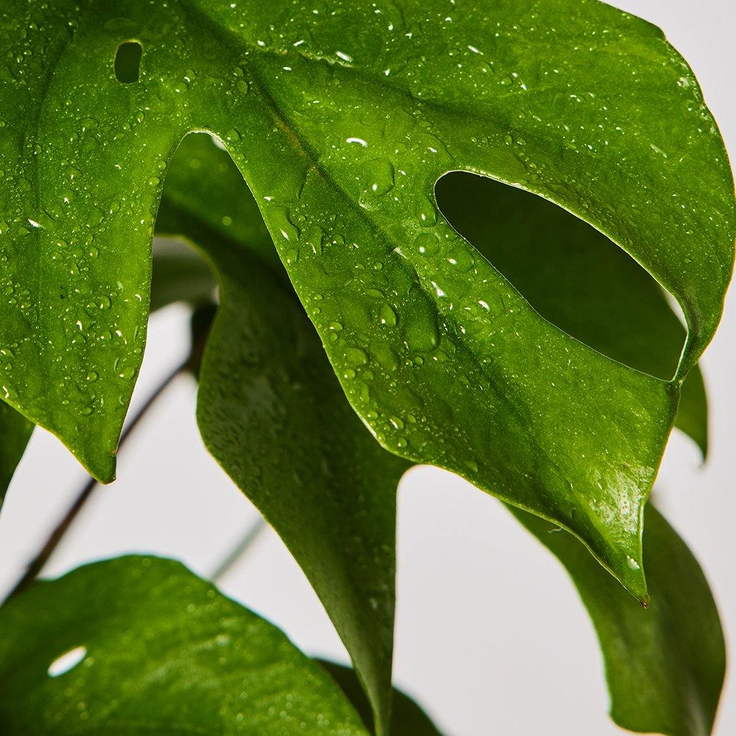 Mini Monstera Plant Leaf at The Good Plant Co