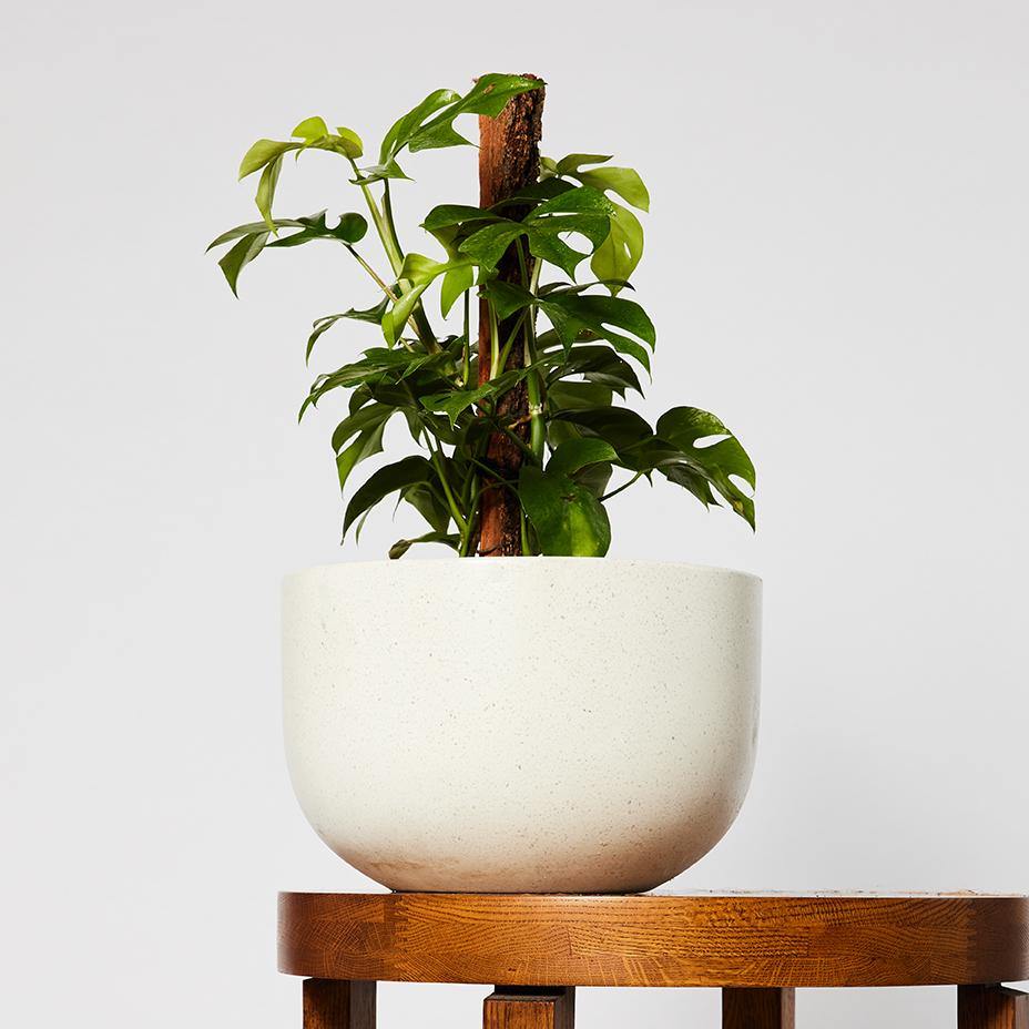 Mini Monstera Hanging Plant in Pierre White Pot at The Good Plant Co