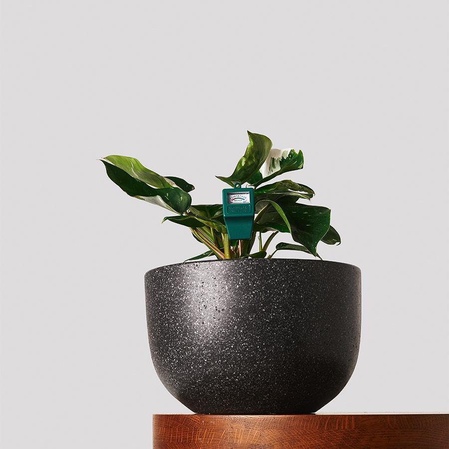 Moisture Meter with Spathiphyllum Picasso in Pierre Black Pot The Good Plant Co