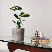 Moisture Meter with Thai Constellation in Jardin Grey Pot