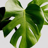buy monstera deliciosa brisbane Buy Monstera Plant