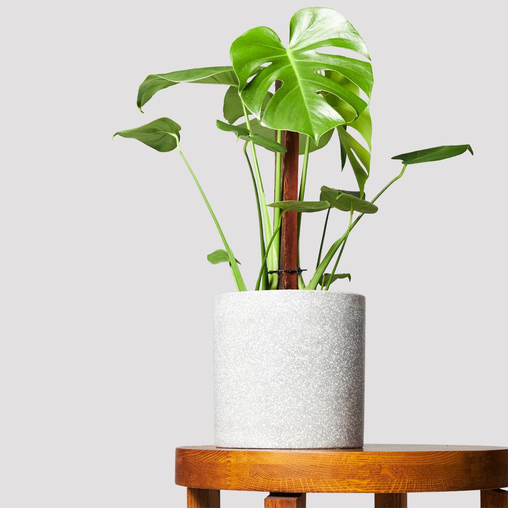 Monstera Deliciosa in Jardin Terrazzo Pot Grey on Table from The Good Plant Co