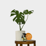 Monstera Yellow Trinket Dish with live Monstera Deliciosa Indoor Plant 