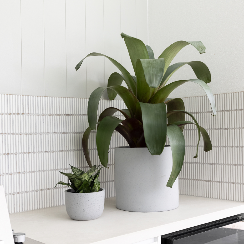 Stunning Bromeliad in White Pot and Sansevieria Hahnii Outdoor Plant Living Collection