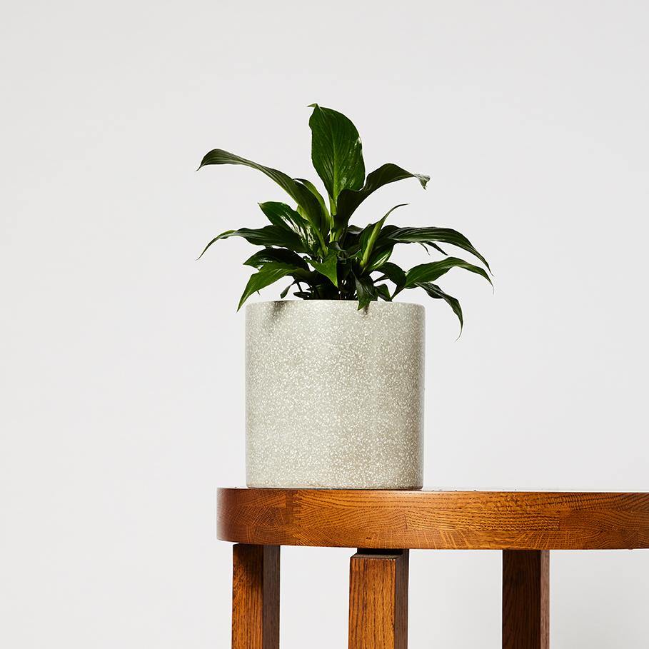 Peace Lily for sale in jardin grey pot 