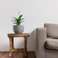 Spathiphyllum Peace Lily - Power Petite Indoor Plant in Pierre Grey Pot on Table The Good Plant Co