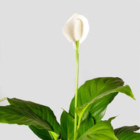 Peace Lily Flower and Leaf at The Good Plant Co