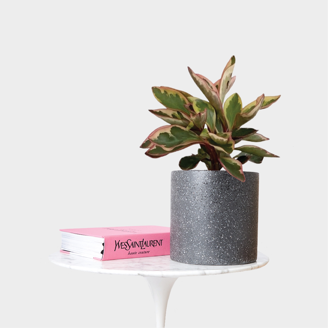 Peperomia Jelly Pink Edge in Jardin Terrazzo Pot Black on Marble table with book at The Good Plant Co