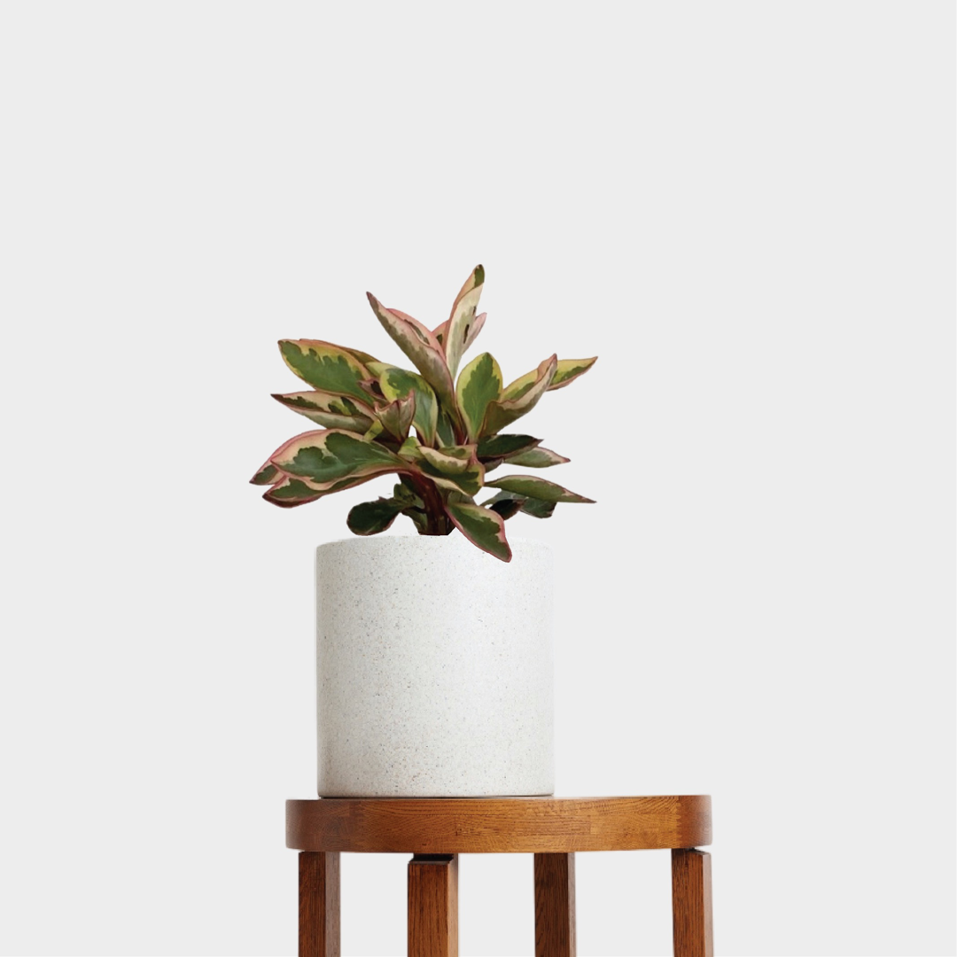 Peperomia Jelly Pink Edge in Jardin Terrazzo Pot White on table at The Good Plant Co