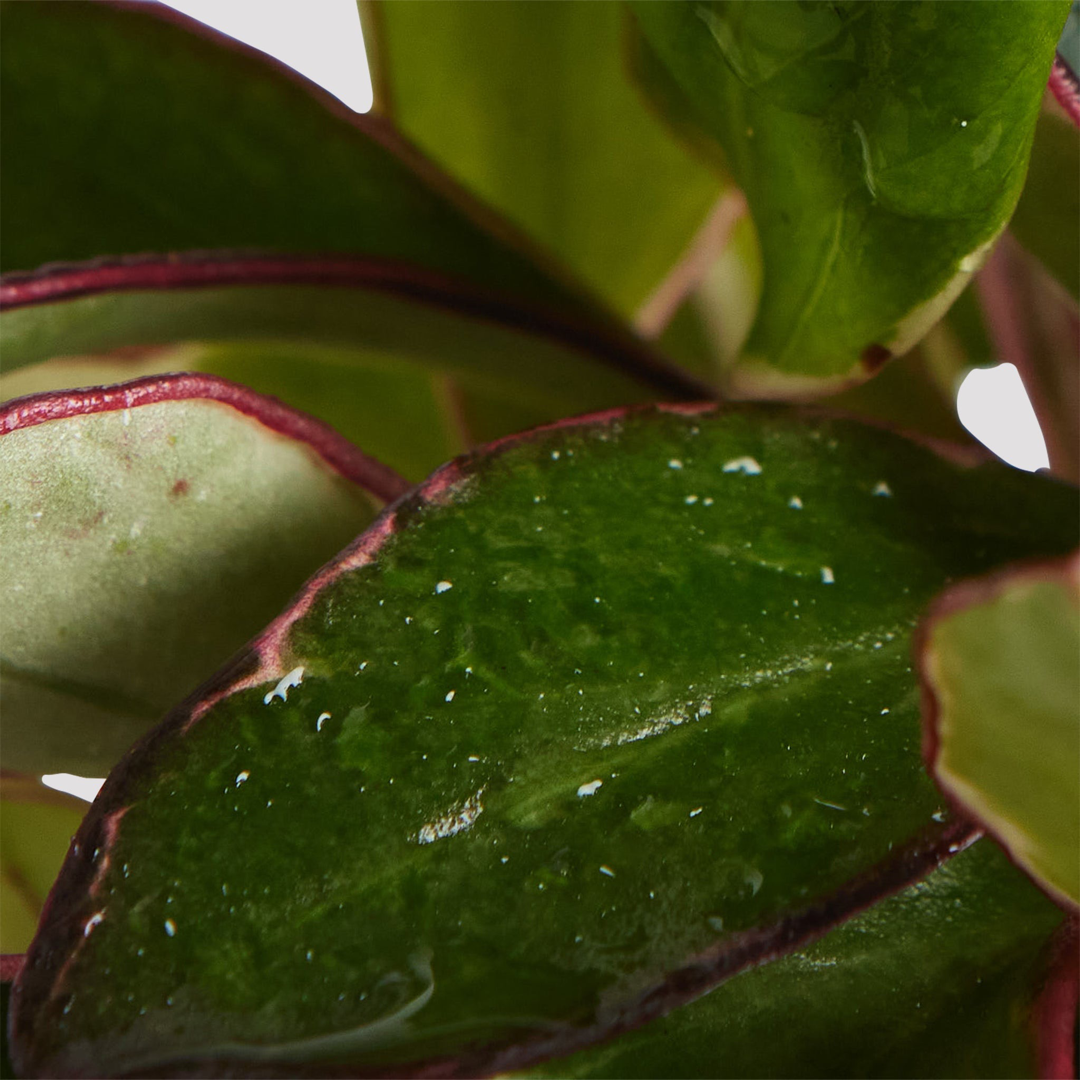 Peperomia Jelly Pink Edge Leaf from The Good Plant Co