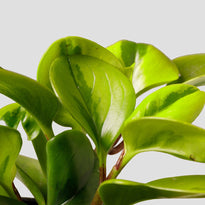 Peperomia Lemon Lime Leaf at The Good Plant Co
