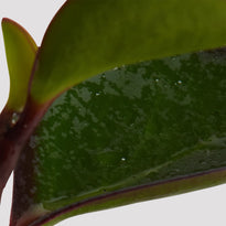 Peperomia Red Edge Leaf at The Good Plant Co