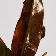 Philodendron Autumn Plant Leaf at The Good Plant Co