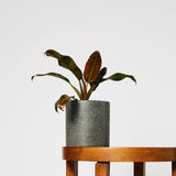 Philodendron Autumn in Jardin Black Pot at The Good Plant Co