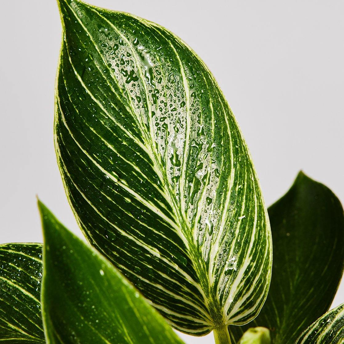 Philodendron Birkin plant leaf