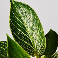 Philodendron Birkin plant leaf