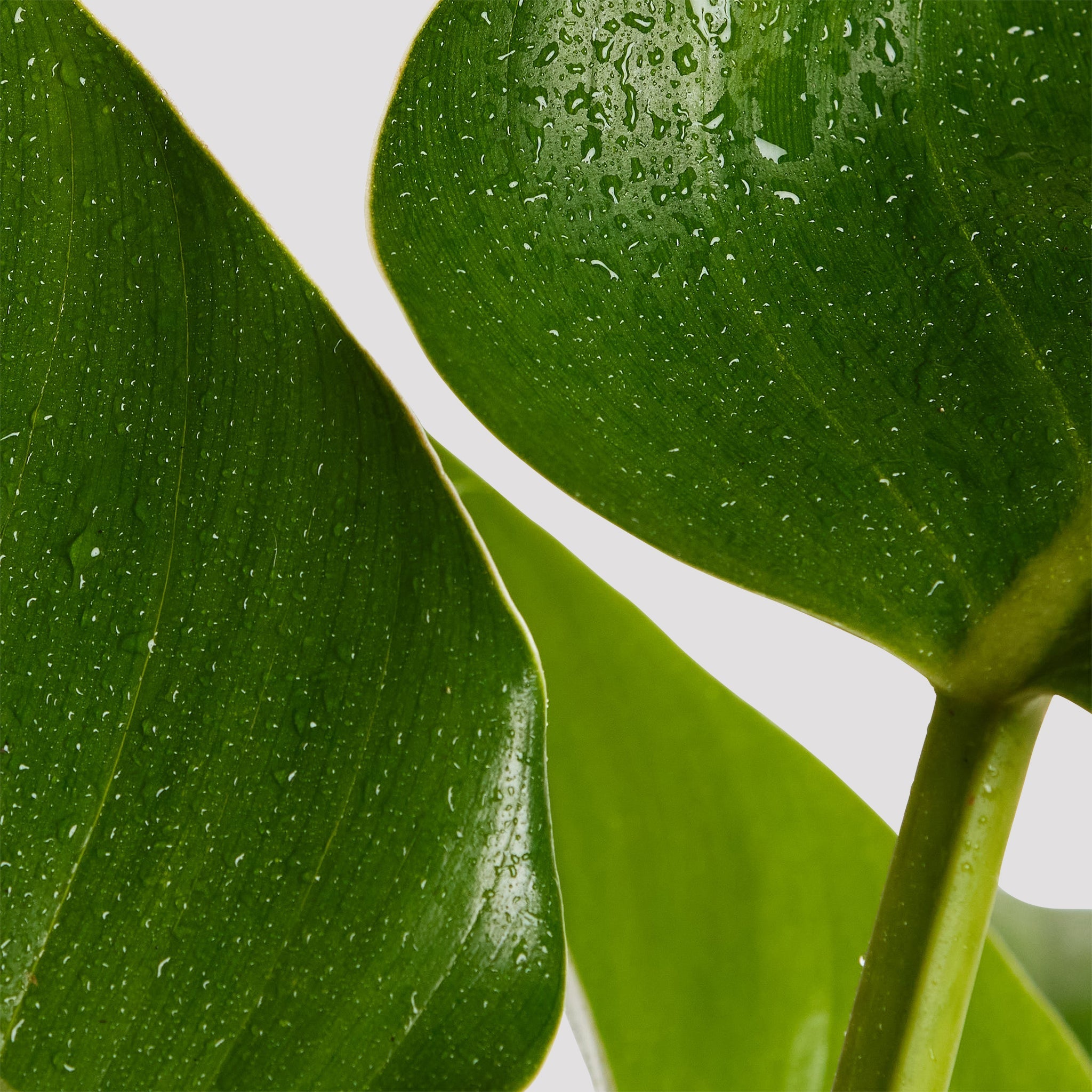 Philodendron Congo Leaf at The Good Plant Co