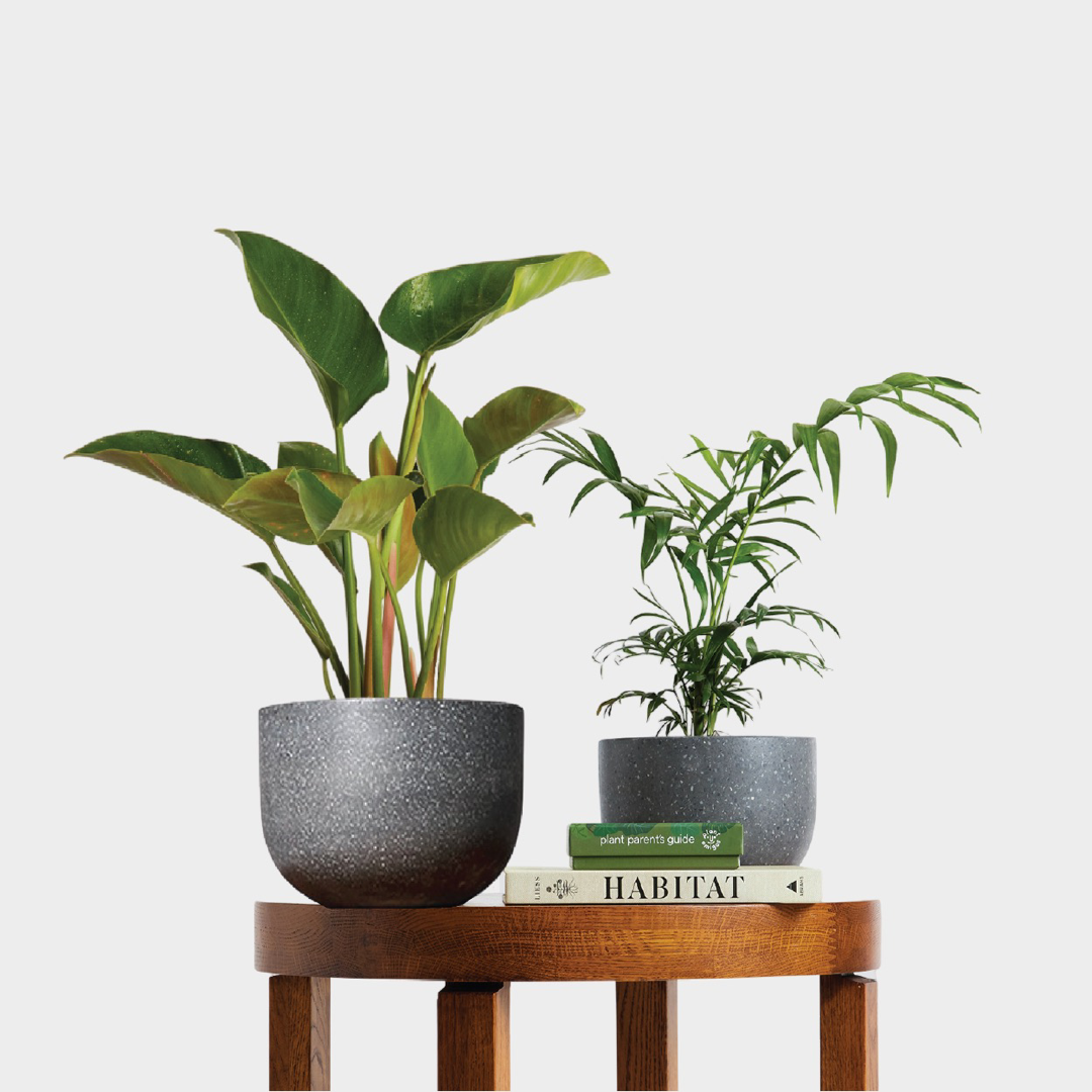 Philodendron Congo Green with Bamboo Parlor Palm in Pierre Terrazzo Pots in Black on Table with Accessories at The Good Plant Co