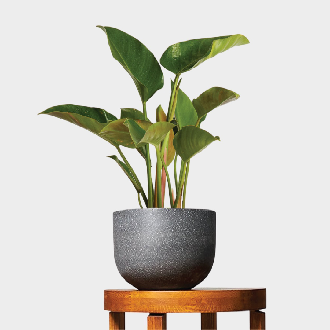 Philodendron Congo Green in Pierre Terrazzo Pot Black on Table at The Good Plant Co