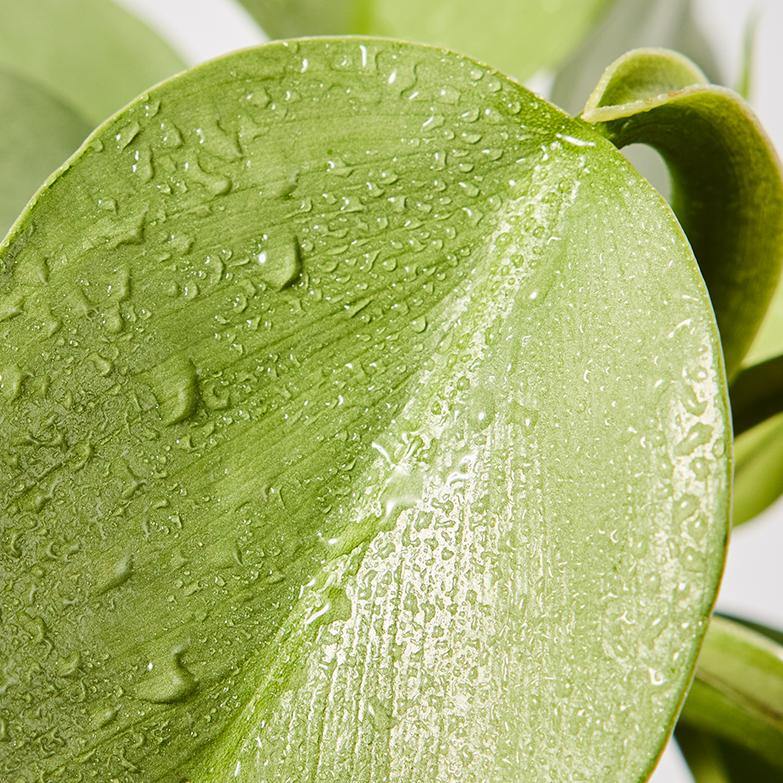 Philodendron Silver Sword Leaf at The Good Plant Co